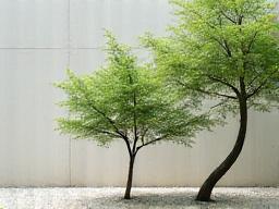 アオダモやソヨゴなど厳選された数本の雑木が配置されたモダンな庭